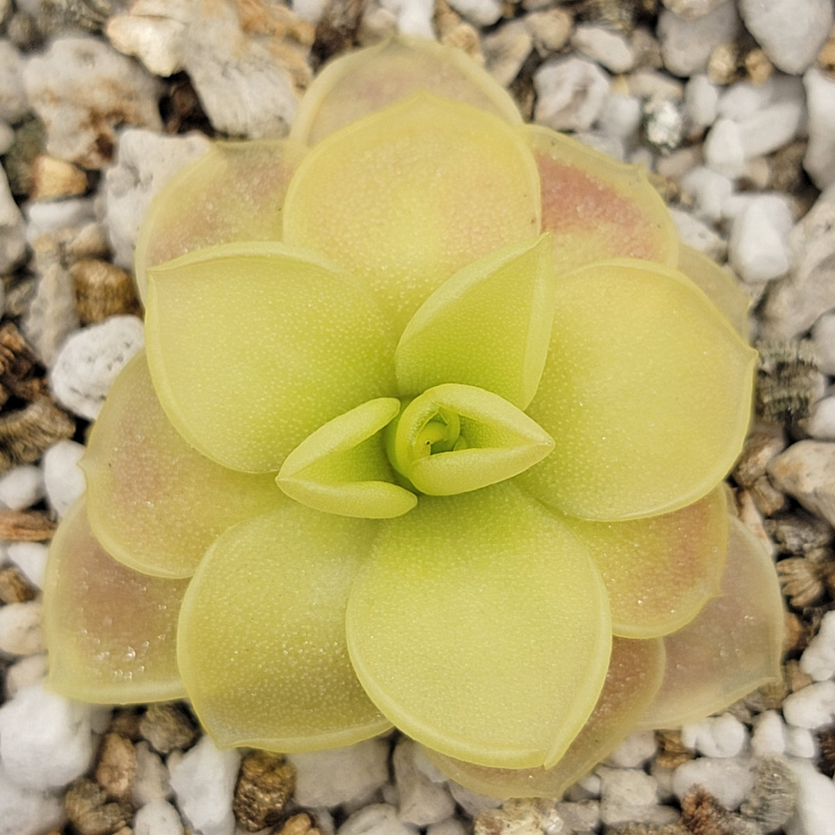 Butterwort Pinguicula moranensis
