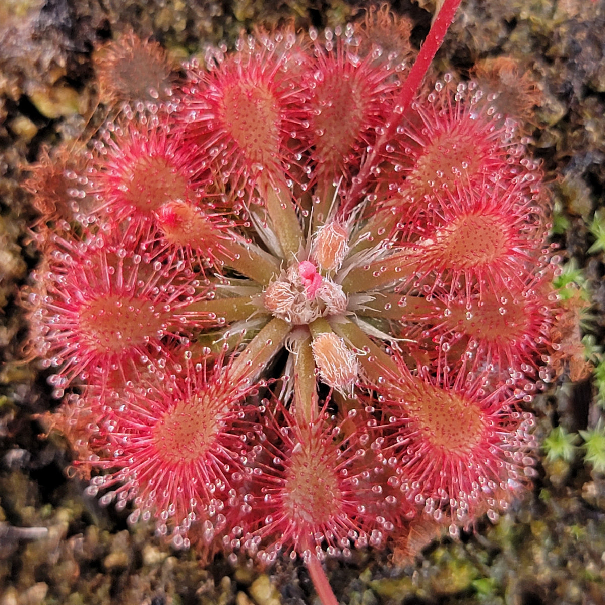 Sundews (Drosera) oblanceolata