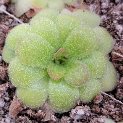 Butterworts Pinguicula laxifolia x 'Huahuapan'