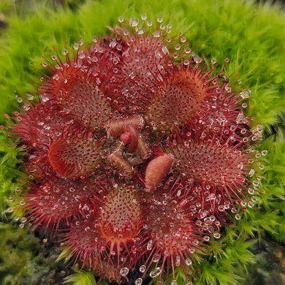 Sundews (Drosera) tomentosa