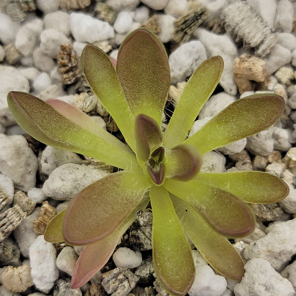 Butterworts Pinguicula cv. 'BCP Crystal'