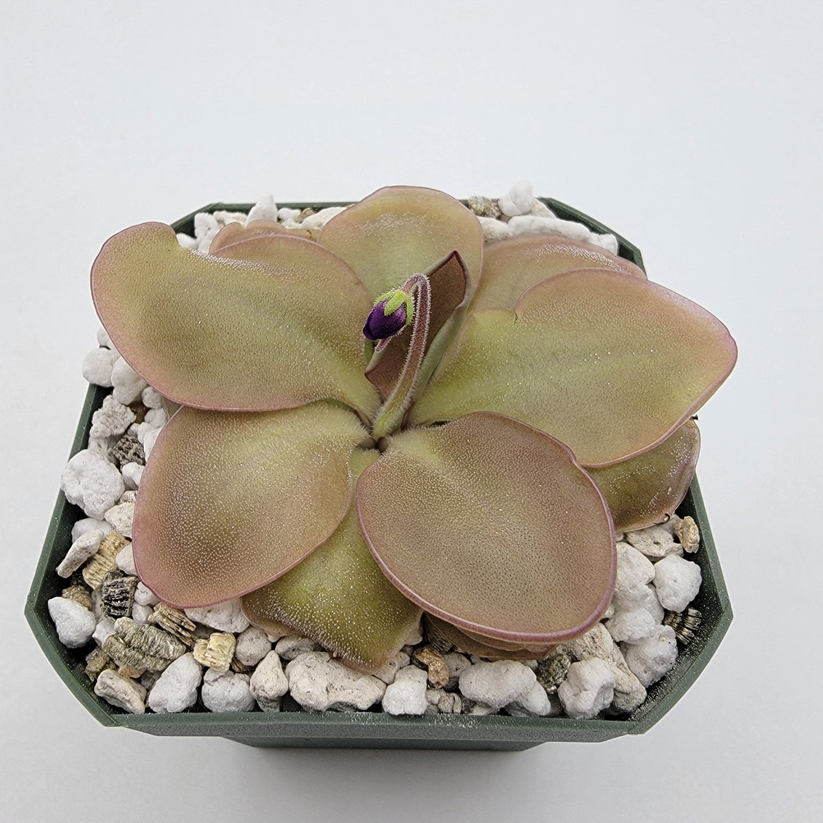 Butterwort Pinguicula "Lautner 92/52"