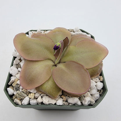 Butterwort Pinguicula "Lautner 92/52"