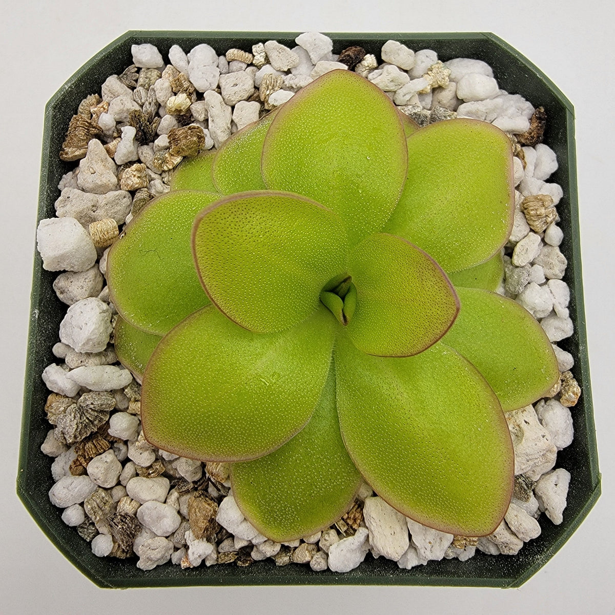 Butterwort Pinguicula laueana "Narrow Flower"