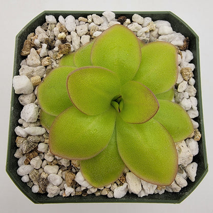 Butterwort Pinguicula laueana "Narrow Flower"