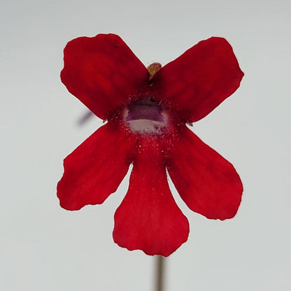 Butterwort Pinguicula laueana "Narrow Flower"