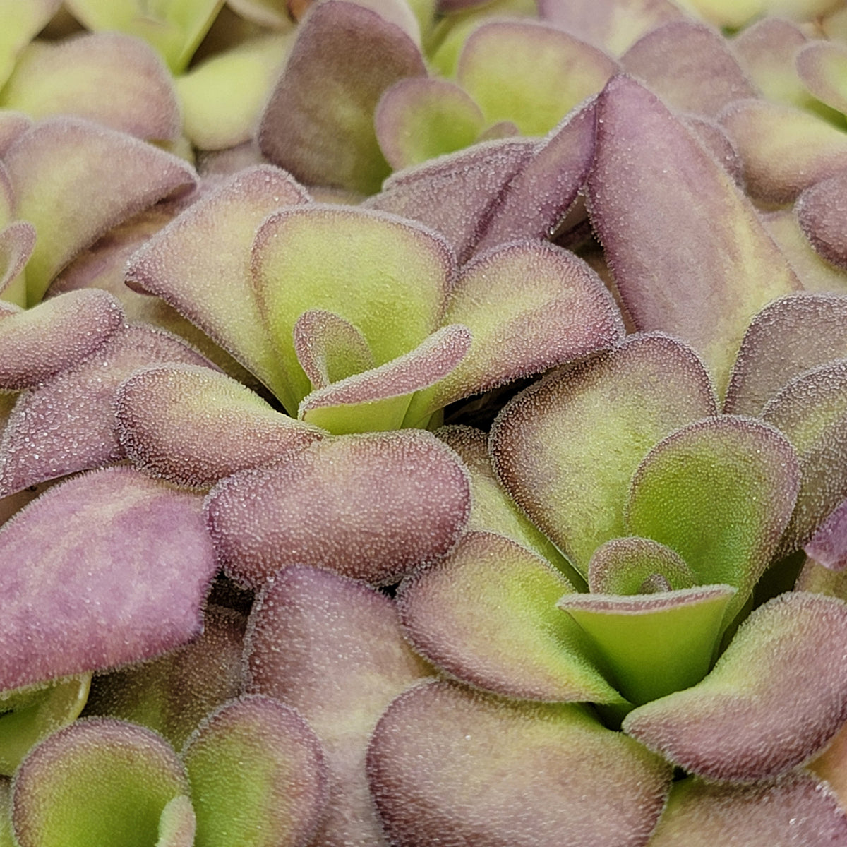 Butterwort Pinguicula agnata 'Ekuma'