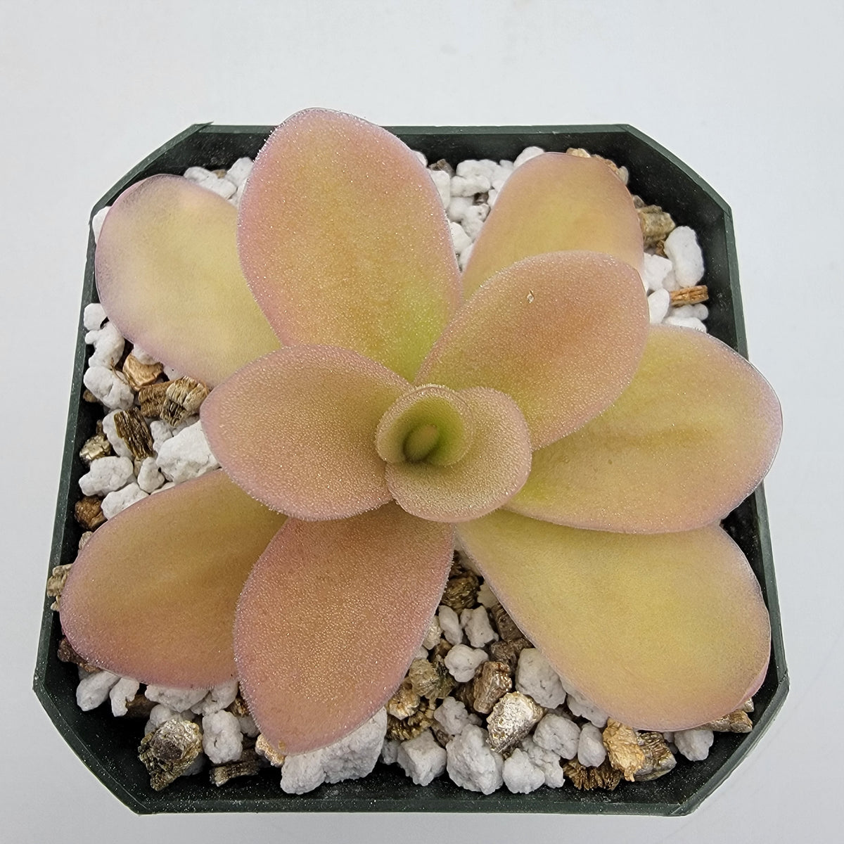 Butterworts Pinguicula gigantea (Red Flush)