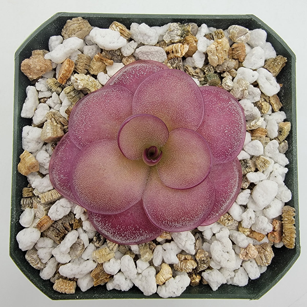Butterworts Pinguicula "Peaches"