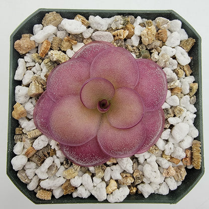Butterworts Pinguicula "Peaches"