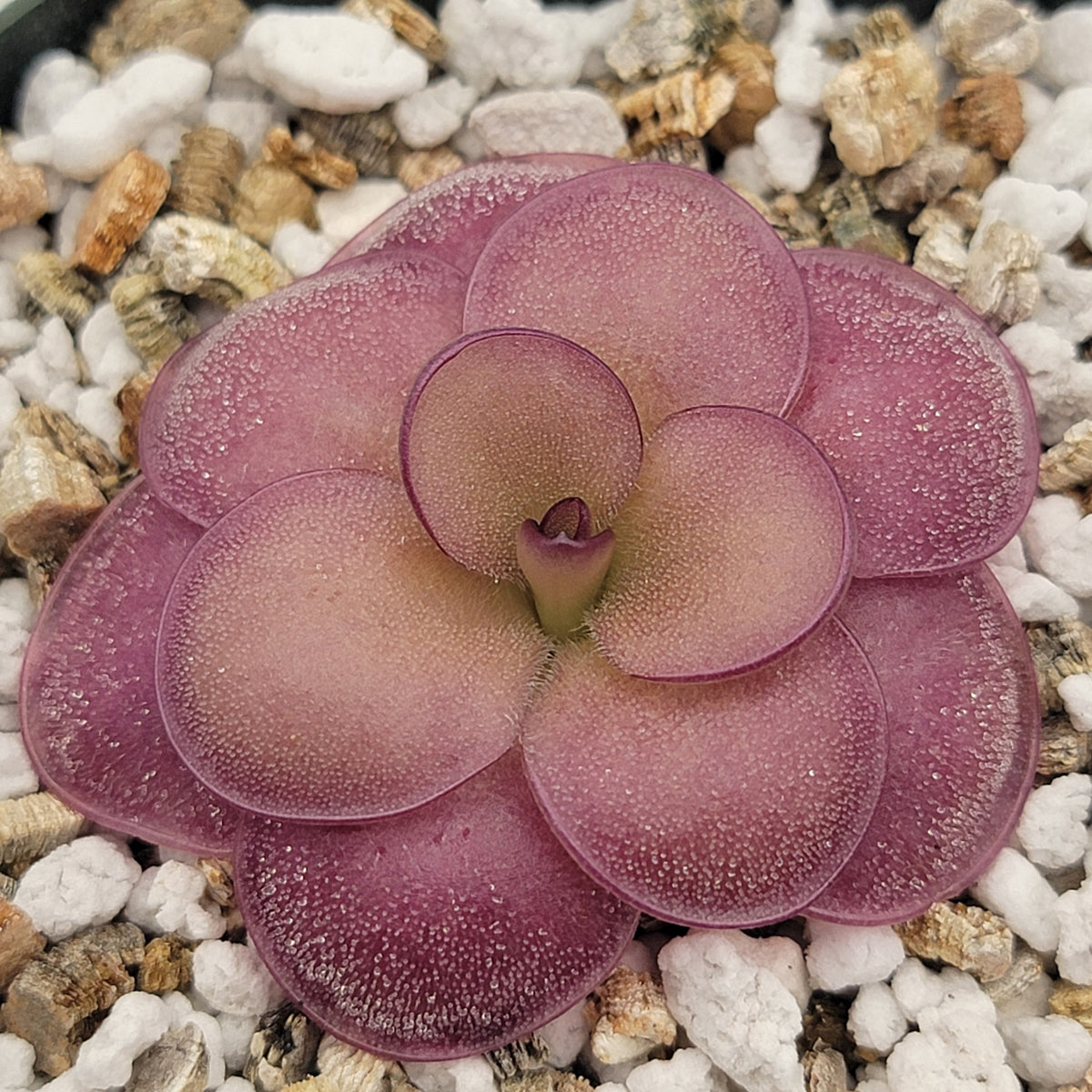 Butterworts Pinguicula "Peaches"