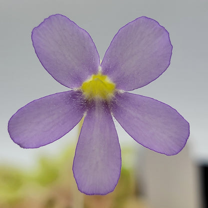 Butterworts Pinguicula gigantea (Red Flush)