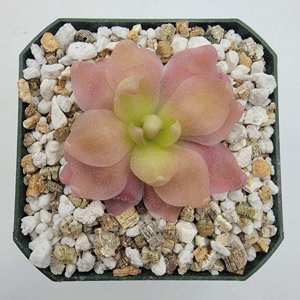 Butterworts Pinguicula 'Marciano'
