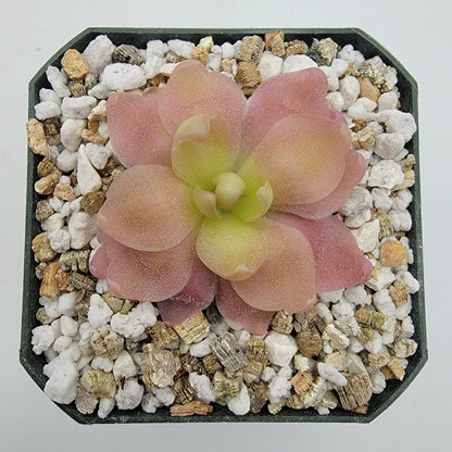 Butterworts Pinguicula 'Marciano'