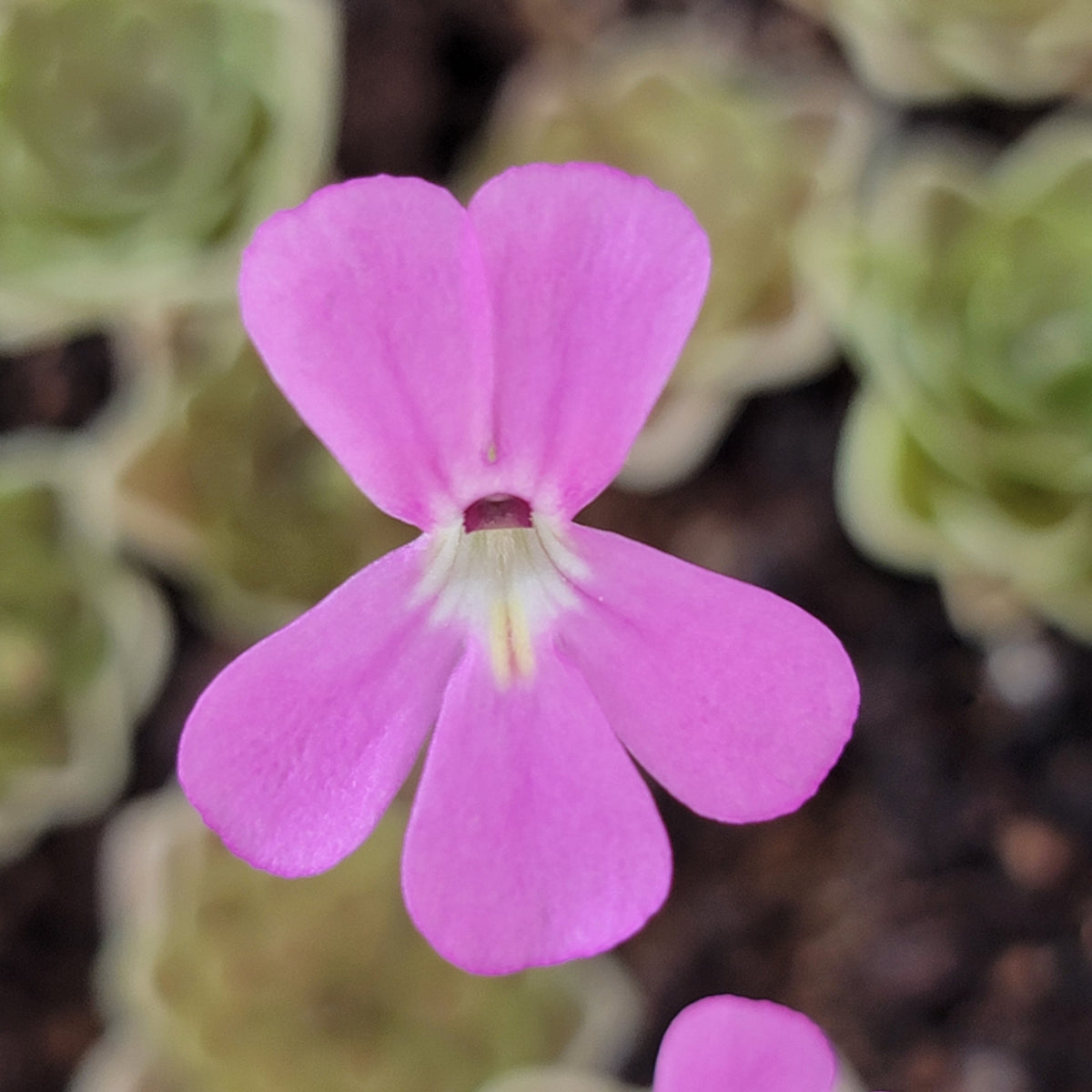 Butterwort Pinguicula ehlersiae