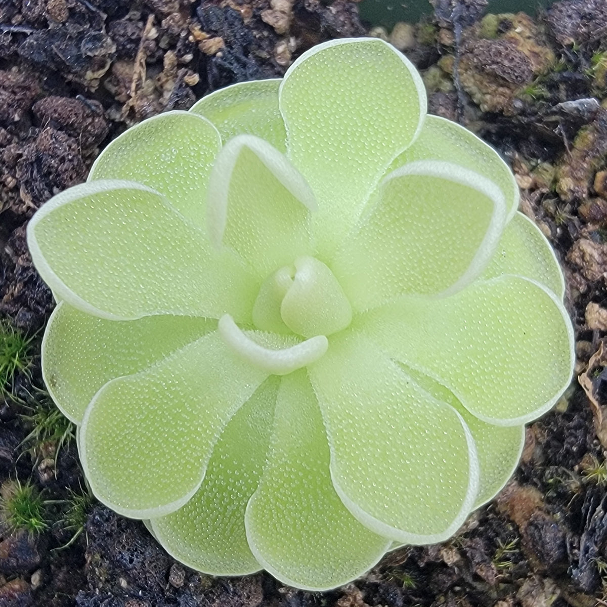 Butterwort Pinguicula ehlersiae (white flower)