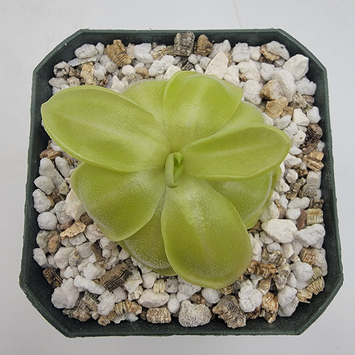 Butterwort Pinguicula moranensis
