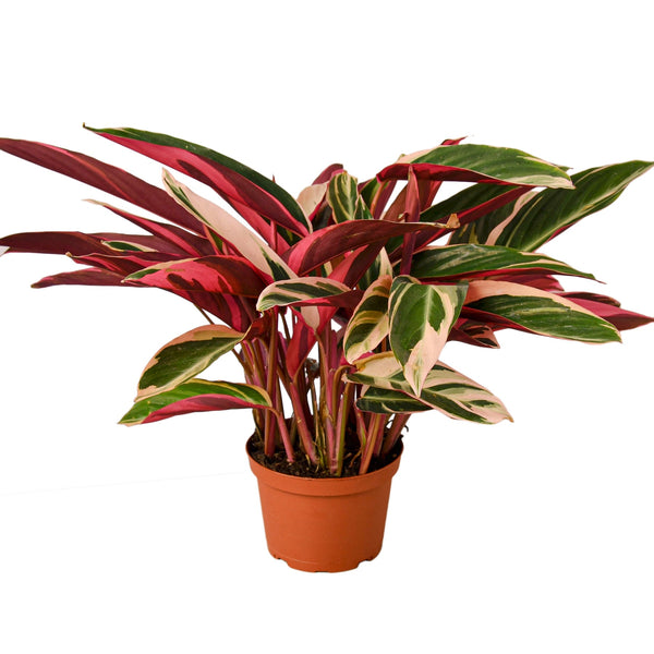 Triostar Stromanthe