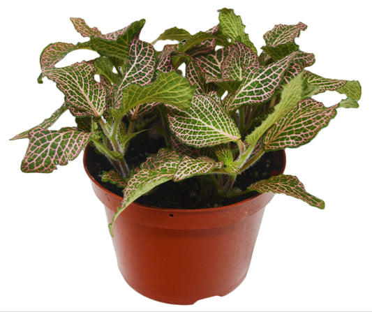 Fittonia 'Pink'