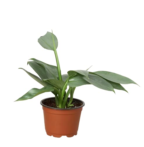 Silver Sword Philodendron