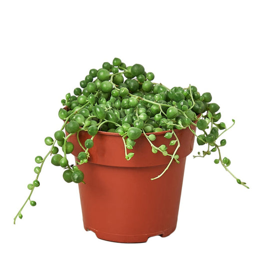 Succulent 'String of Pearls'