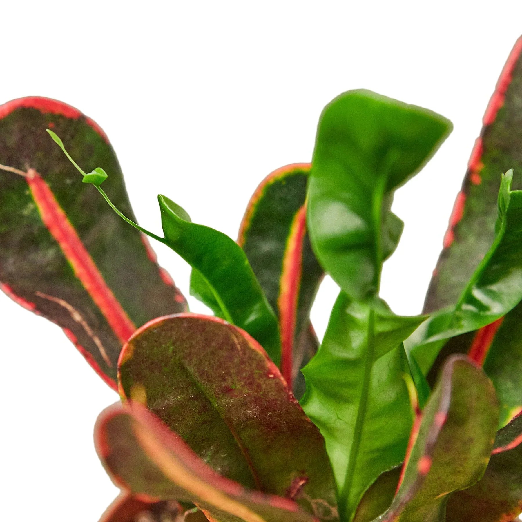 croton mammy toxic Croton 'Mammy'