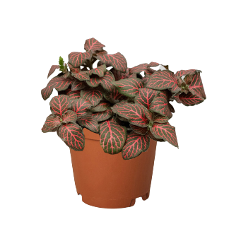 Fittonia 'Red'