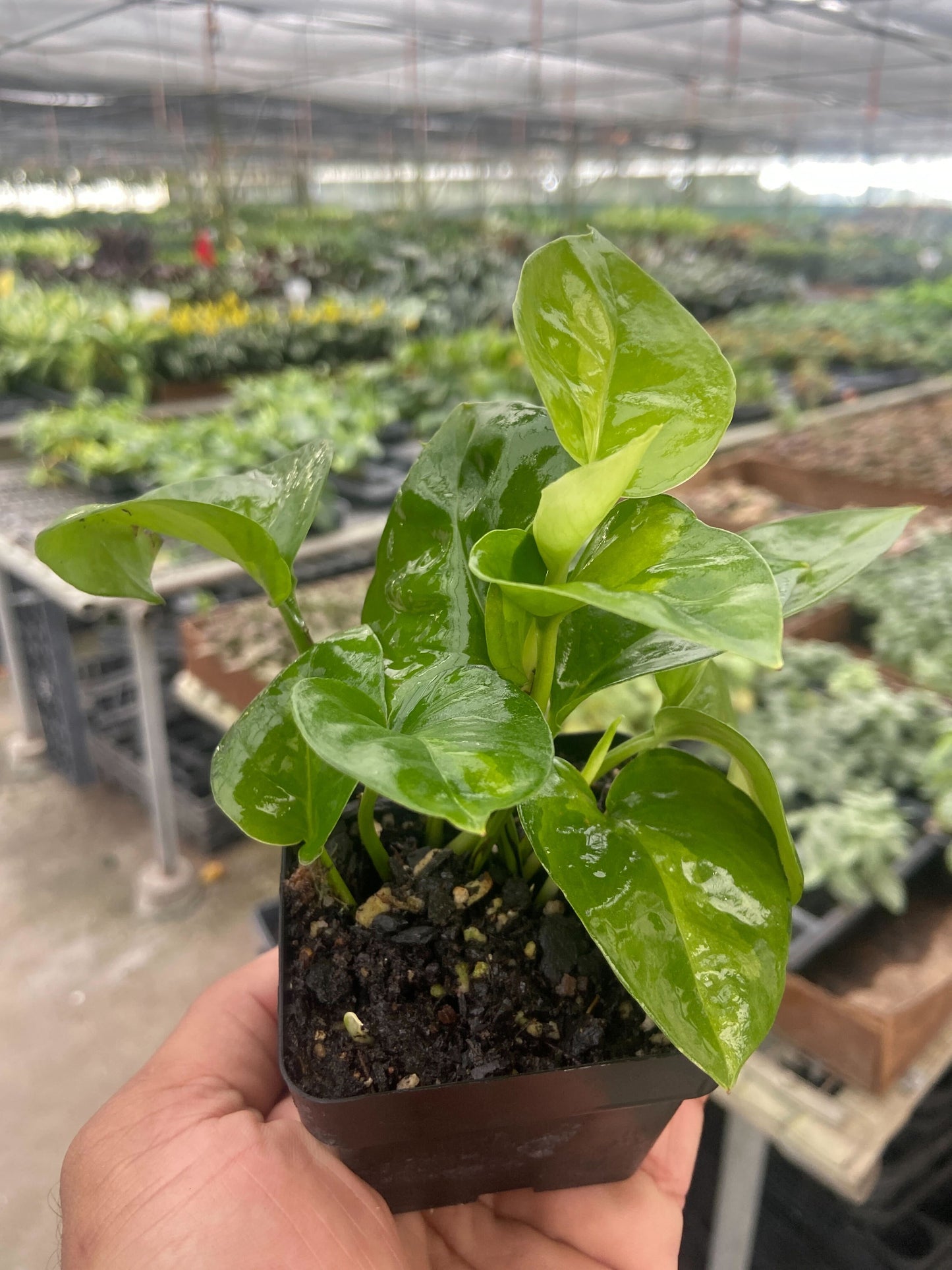 Pothos 'Global Green'