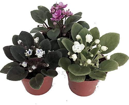 African Violet