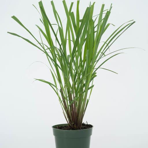 Lemongrass Plant