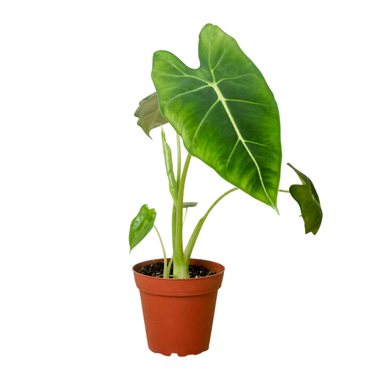 Alocasia Micholitziana 'Frydek'