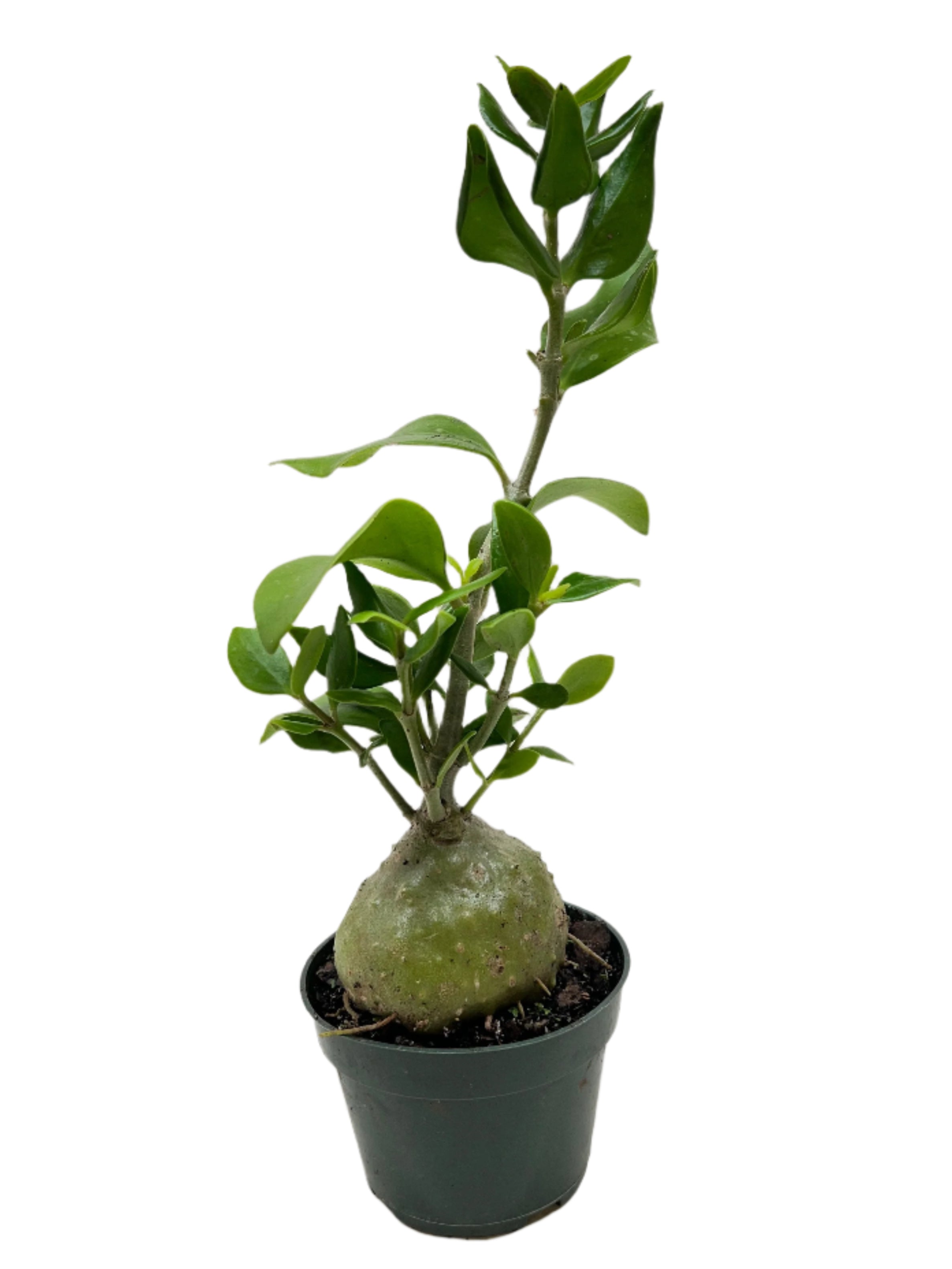Ant Root Ant Plant – RootGrowings