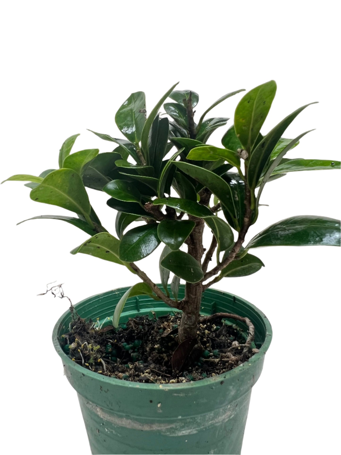 Bonsai Ficus Compacta