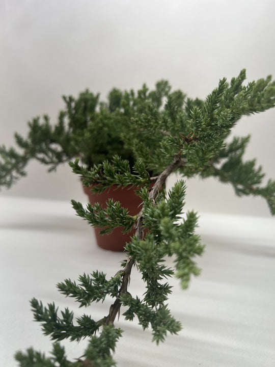 Bonsai Juniper