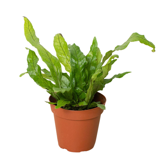 Fern 'Crocodile'