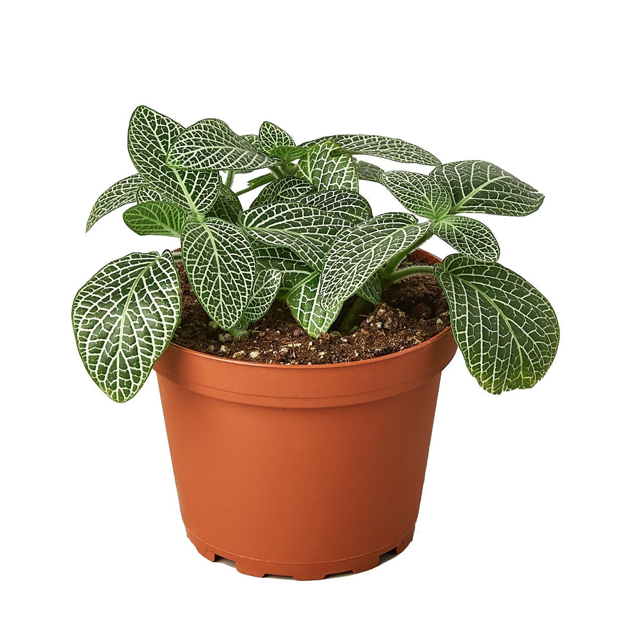 Fittonia 'White Nerve Plant'