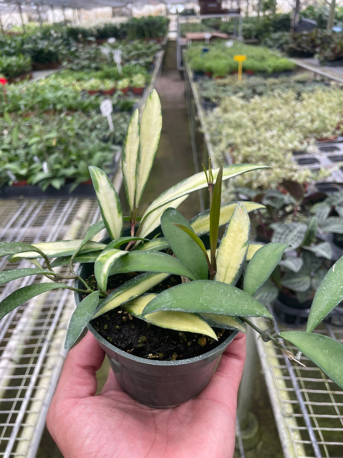 Hoya Wayetii Variegated