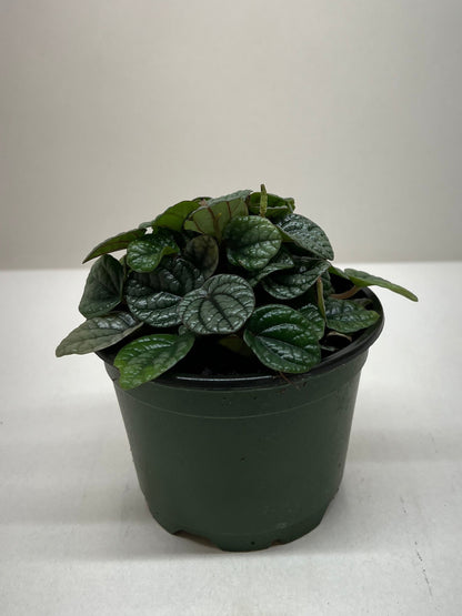 Peperomia Greyhound