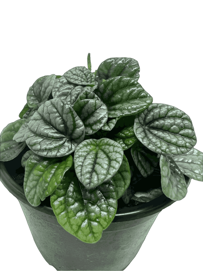 Peperomia Greyhound