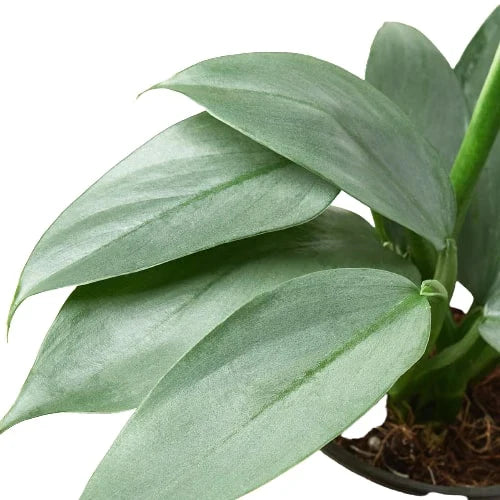 Philodendron 'Silver Sword'