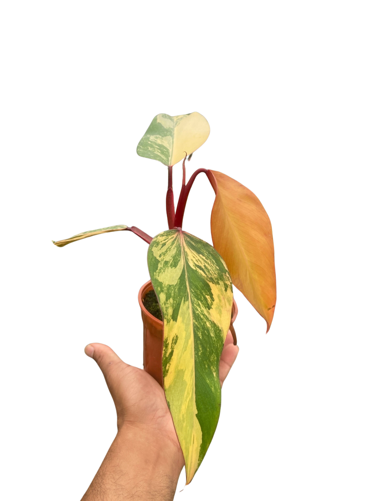 Philodendron 'Strawberry Shake'