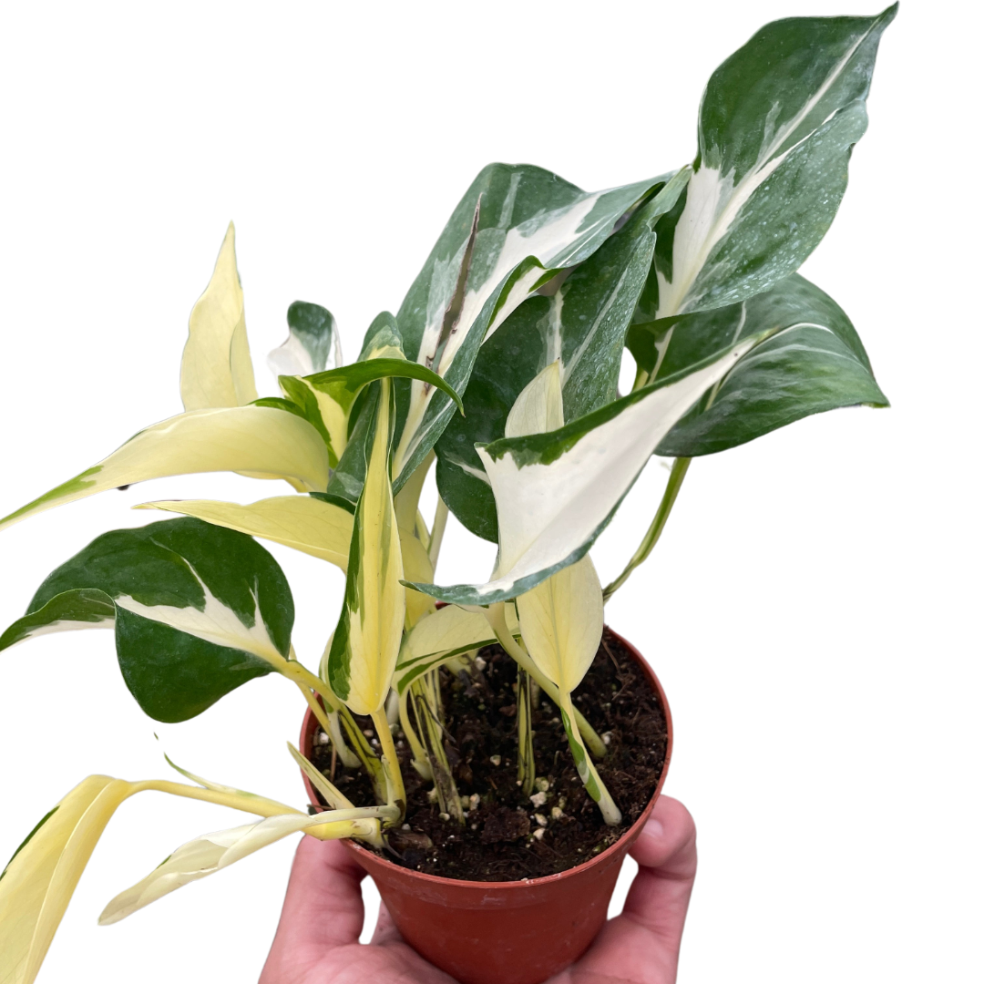 Pothos 'Mutant Manjula'