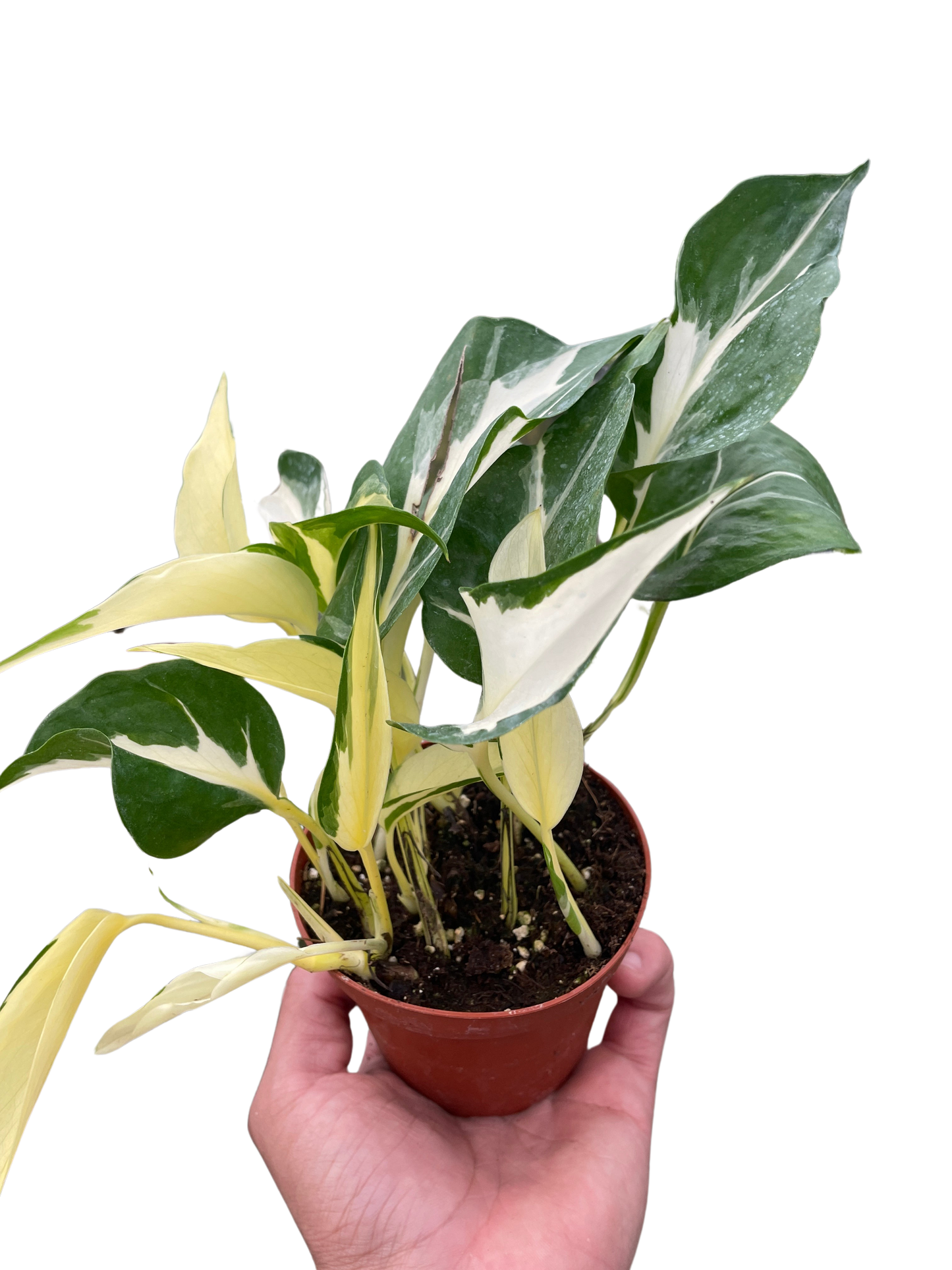 Pothos 'Mutant Manjula'