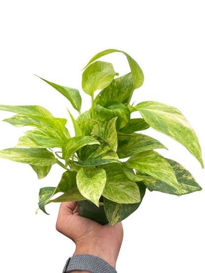 Pothos 'Neon Queen'