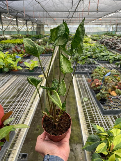 Syngonium 'Godzilla'