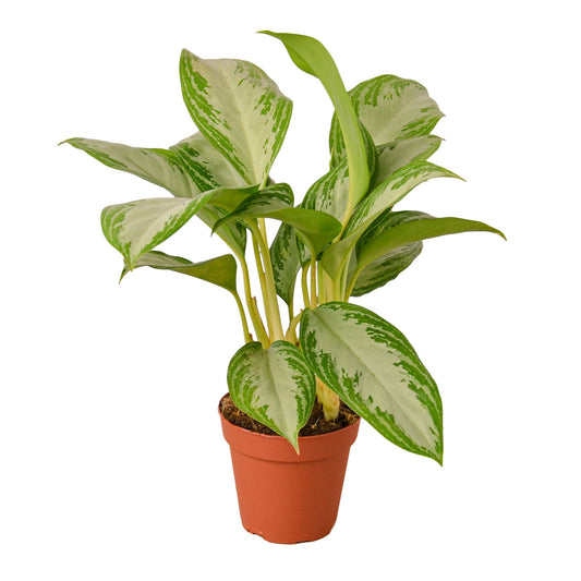 Chinese Evergreen 'Silver Bay'