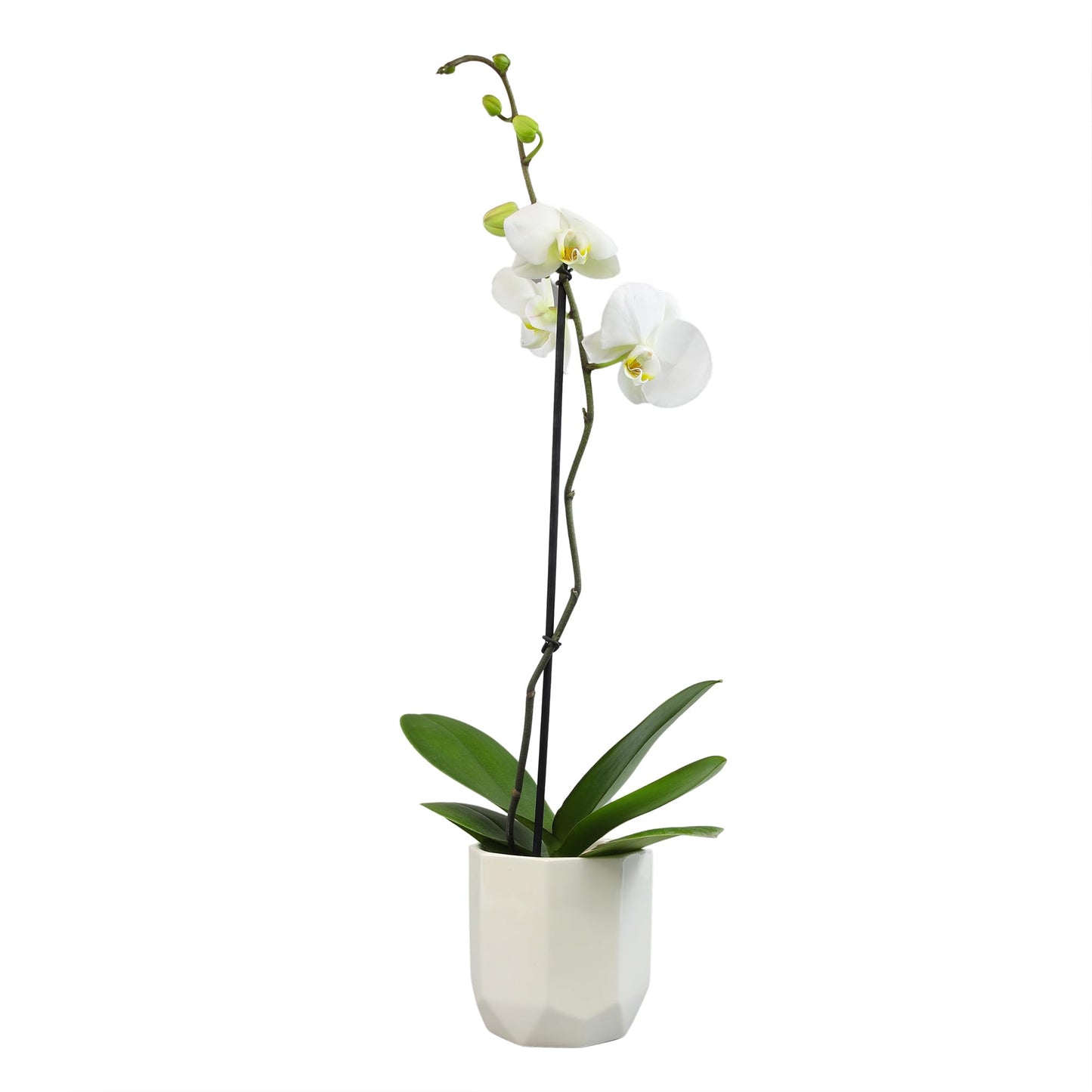 White Phalaenopsis