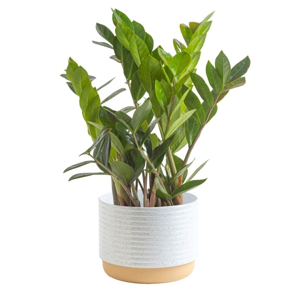 ZZ Plant