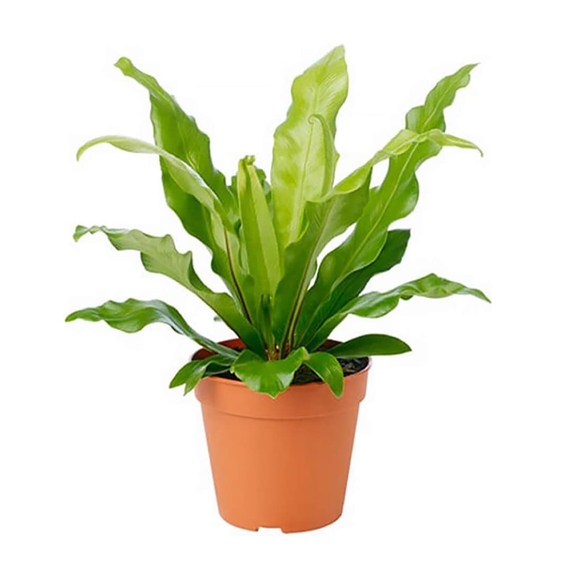 Birds Nest Fern