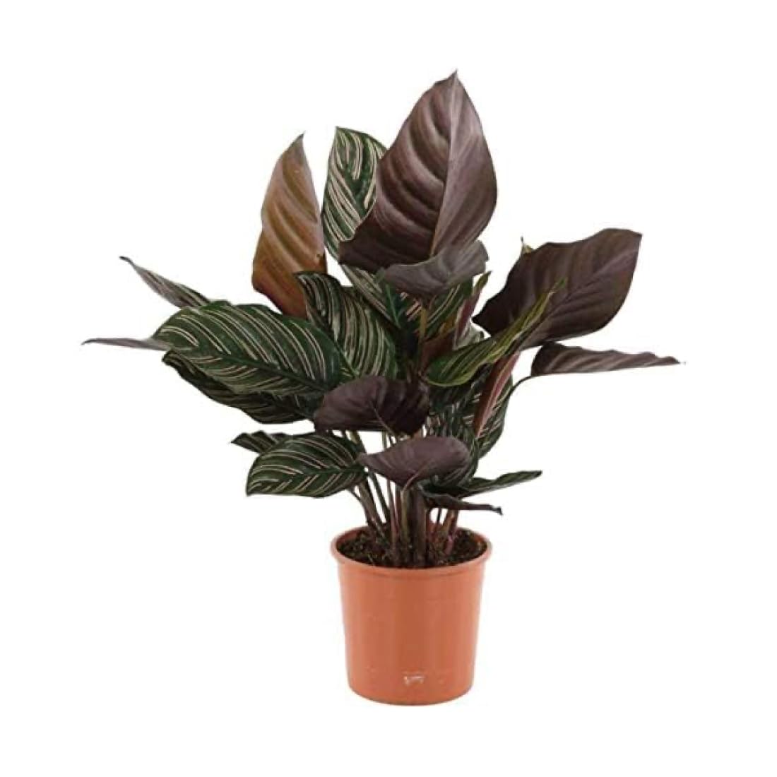 Calathea Ornata